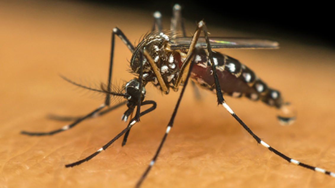 Por que a Dengue pode matar?